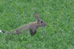 Lapin de garenne